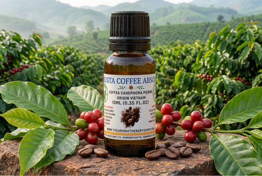 Robusta Coffee Absolute showcase with realistically scaled coffee elements in a Vietnamese plantation setting