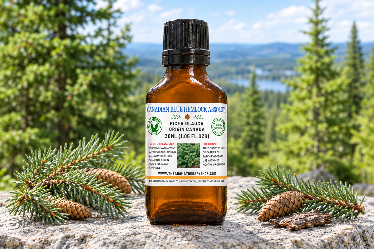 Showcase with your supplied label, Picea glauca sprigs and cones on natural granite, and a Canadian forest background