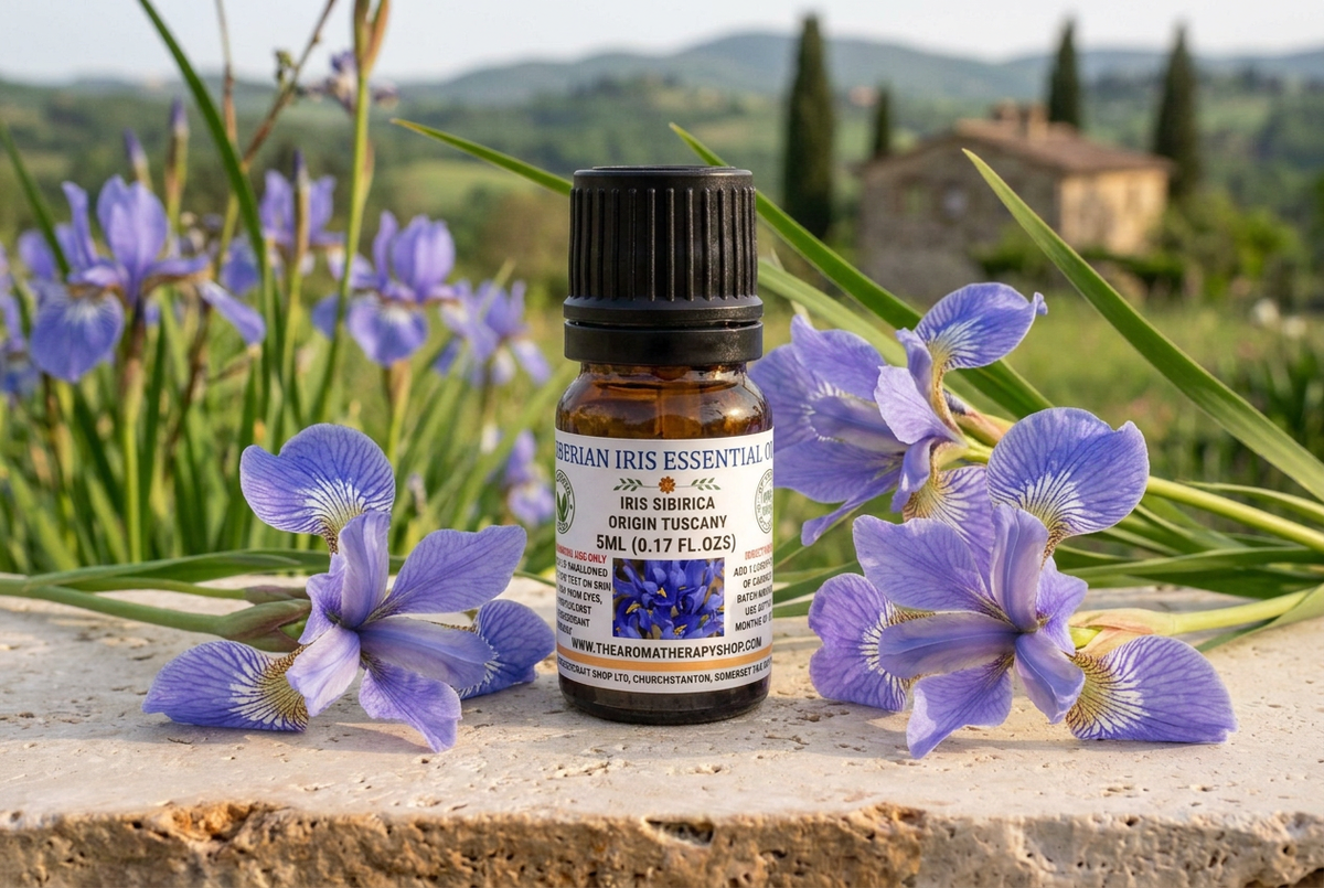 Siberian Iris 5ml showcase with life-sized blue-violet blooms on fieldstone in a Tuscan countryside setting