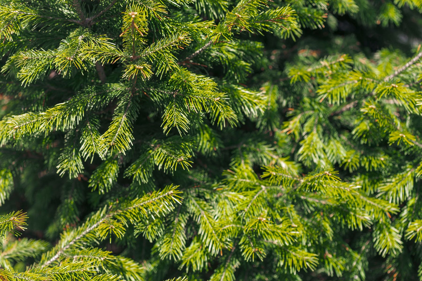 Siberian Fir Essential Oil