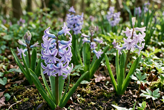Spring Bulb Enfleurage Oil natural hyacinth showcase
