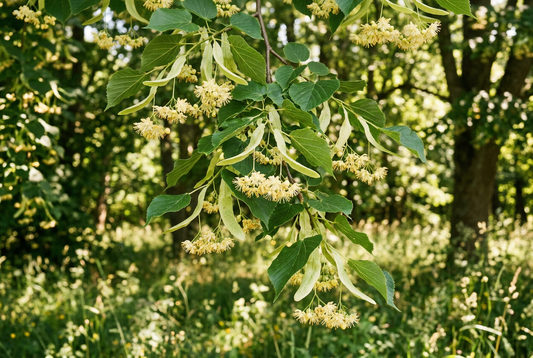 Summer Linden Bloom in a natural summer woodland setting, with no bottle or packaging