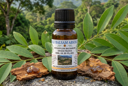 Tolu Balsam Absolute showcase with natural balsam foliage, bark and resin in a Colombian woodland setting