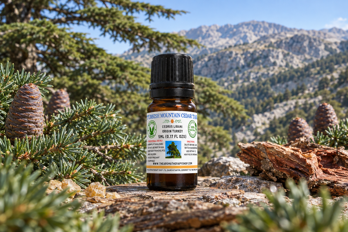 Turkish Mountain Cedar Tar 5ml showcase, narrower body under the cap