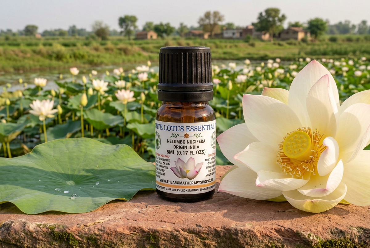 White Lotus 5ml showcase with full-sized blooms and leaves on sandstone beside a Kannauj lotus pond