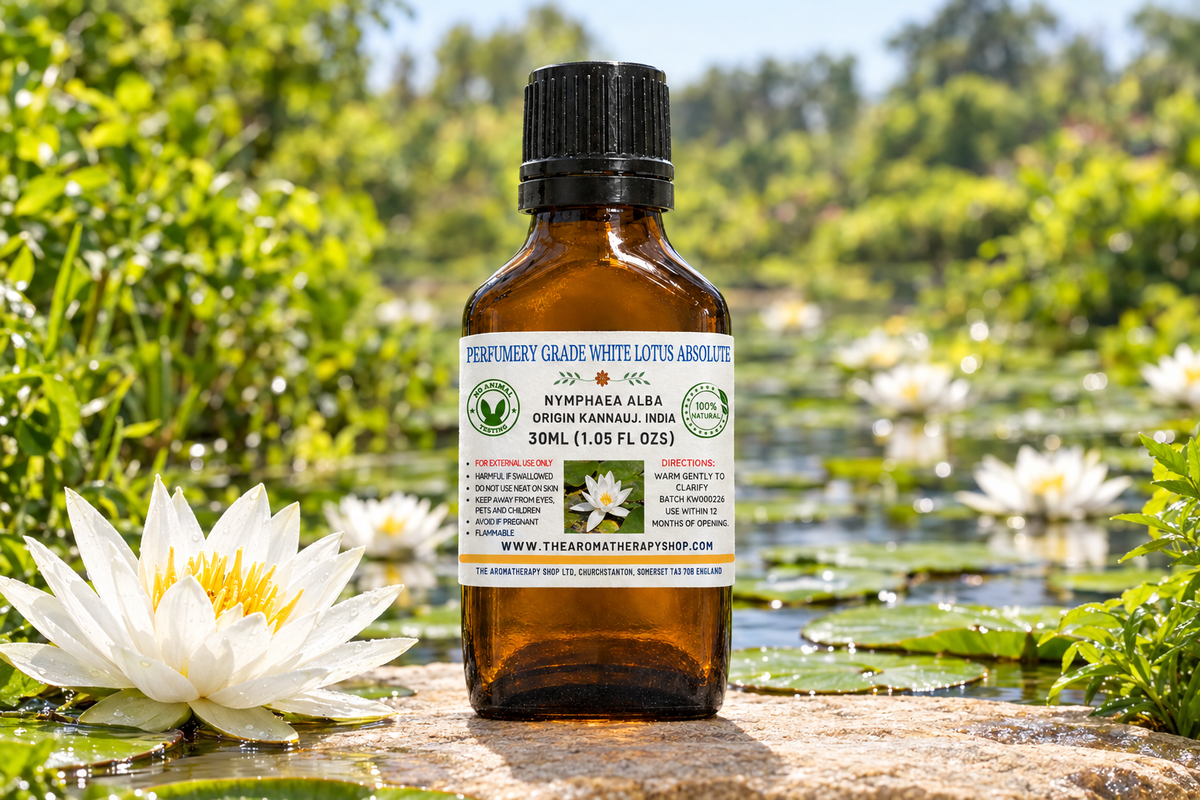 White Lotus Absolute showcase with your label, Nymphaea alba and a northern Indian pond setting on natural pond-edge stone