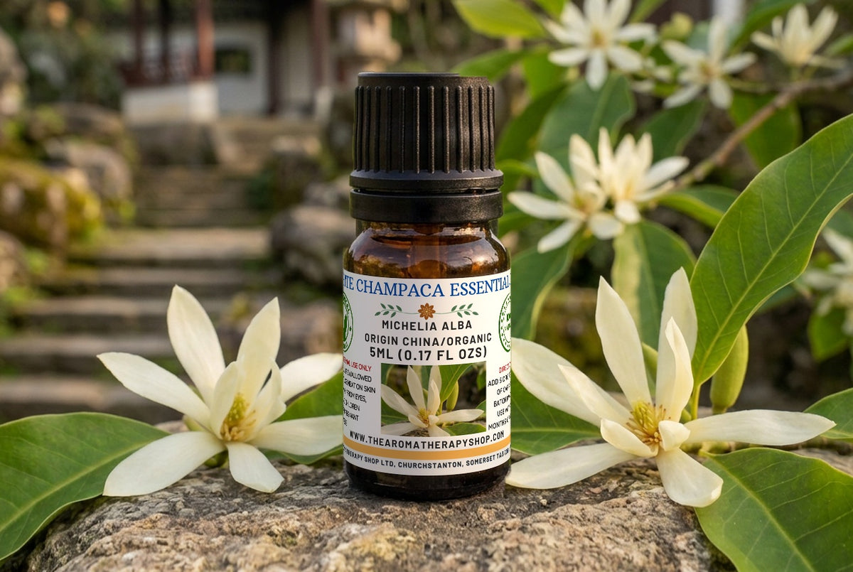 White Champaca Essential Oil