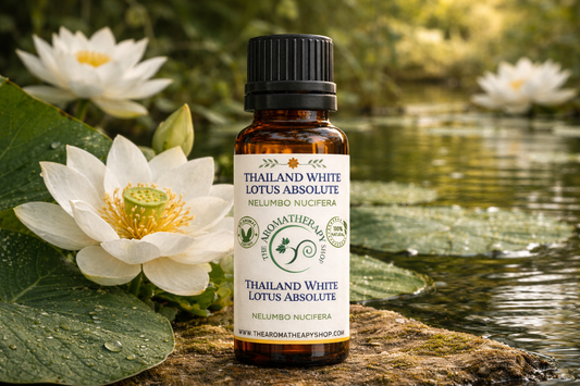 Thailand White Lotus Absolute - Nelumbo Nucifera