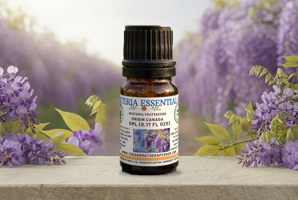 Wisteria Essential Oil / Origin Canada