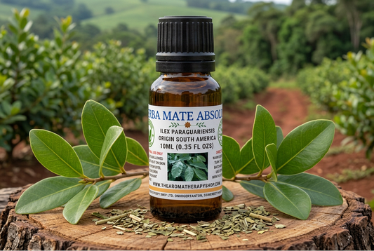Yerba Mate Absolute showcase in a South American growing landscape on a new natural wood surface
