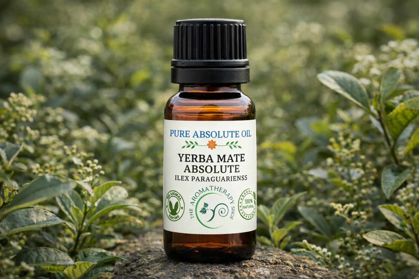 Yerba Mate Absolute - Ilex Paraguariensis | Perfumery Grade