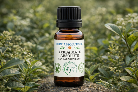 Yerba Mate Absolute - Ilex Paraguariensis | Perfumery Grade