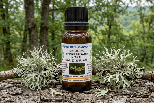 Yugoslavian Green Oakmoss Absolute showcase with lichen in a Balkan oak woodland setting