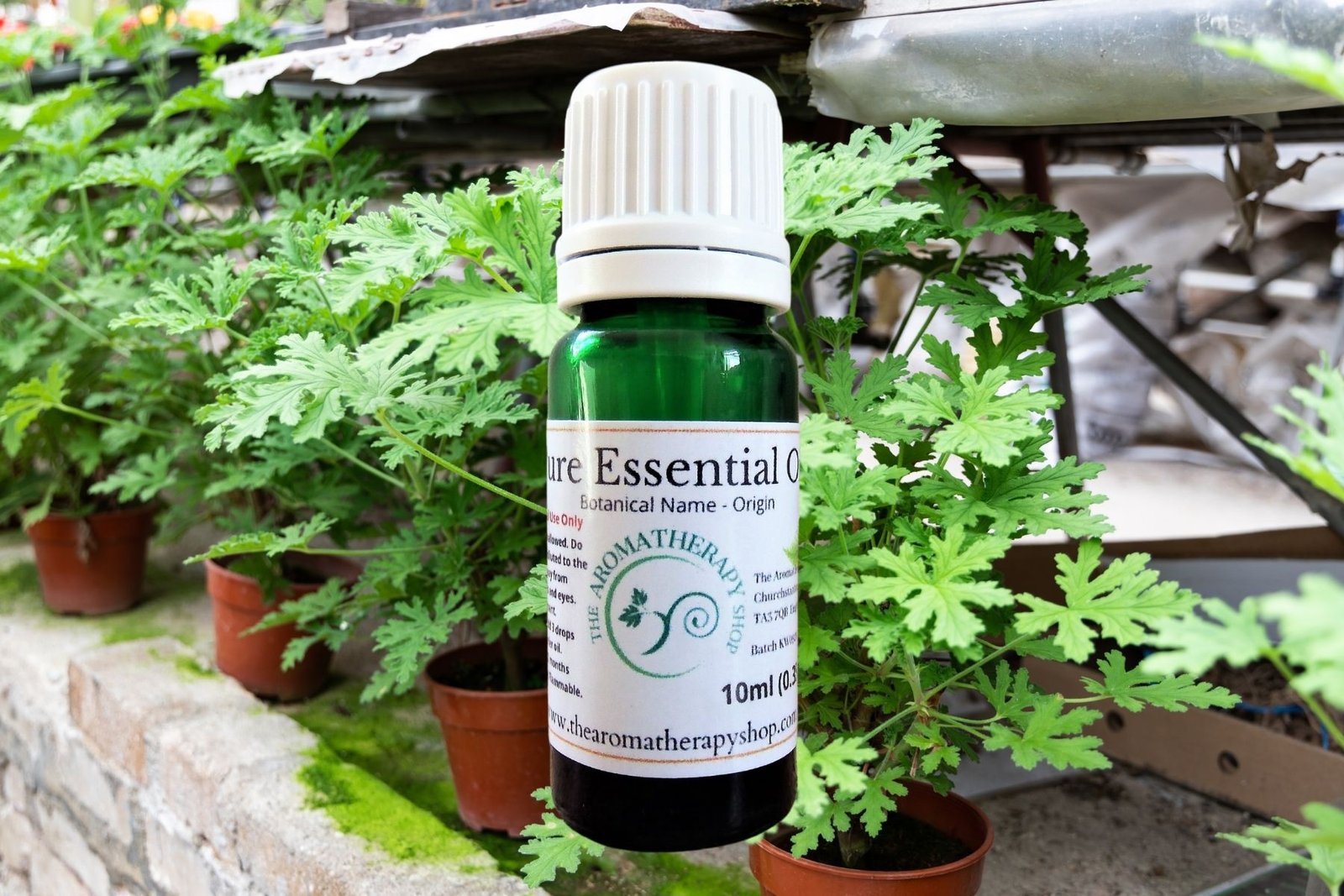 Citronella Pure Essential Oil The Aromatherapy Shop Ltd