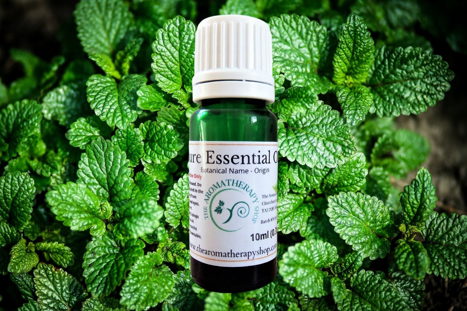 Melissa Pure Essential Oil / Organic The Aromatherapy Shop Ltd